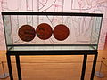 Three Ball Total Equilibrium Tank (1985) alla Tate di Liverpool (Inghilterra)