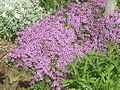 Thymus serpyllum flowering plants.jpg