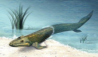 Note: This image is outdated. The first tetrapods were solely aquatic.