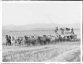 Twenty-horse harvester at work in a Van Nuys-Lankershim (Los Angeles Farming and Milling Company) field c. 1905-1908