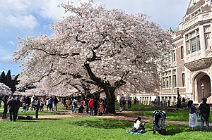 Цветущая сакура Вашингтонского университета 2017 - 09.jpg