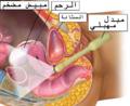 تصغير للنسخة بتاريخ 17:54، 9 مايو 2016