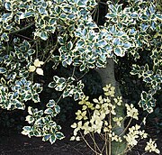 Trunk and leaves of a variegated holly bush.