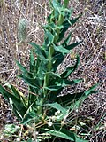 Miniatura para Verbascum simplex