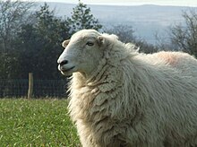 A white Welsh Mountain sheep White Welsh Mountain sheep.jpg