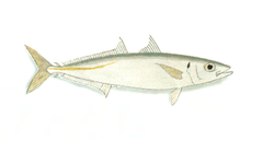 Description de l'image XRF-Decapterus macarellus.png.