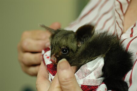 A yellow-bellied Glider in the care of volunteer from the Wildlife Information, Rescue and Education Service, Australia