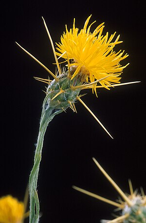 Plants such as this Yellow Star Thistle are co...
