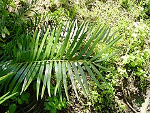 Zamia integrifolia02.jpg