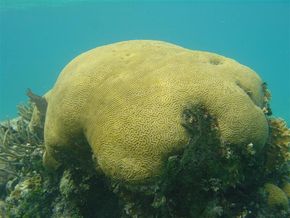 Brain coral off the coast of Belize.