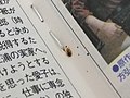 2012年8月19日 (日) 14:27時点における版のサムネイル