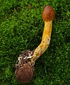 Kopfige Kernkeule (Elaphocordyceps capitata) an Hirschtrüffel (Elaphomyces)