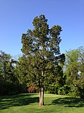 Thumbnail for Juniperus virginiana