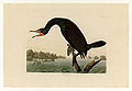 252. Florida Cormorant