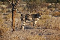 A male cheetah standing with tail raised and marking a tree trunk with its urine