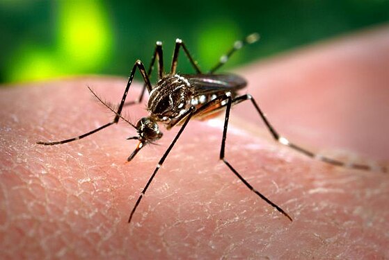 Mosquit Aedes aegypti