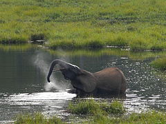 Elephant in marsh, Mbeli Bai, 2015. Photo by the United States Fish and Wildlife Service