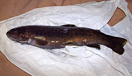 Salmo trutta macrostigma