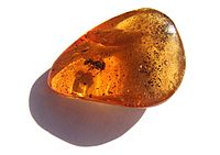 An ant in amber.jpg
