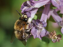 Anthophora plumipes m2.JPG