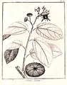 Illustration de Apeiba aspera (=Apeiba glabra) d'après Aublet, 1775 (publication originale). (Pl. 216) Explication de la Planche deux cent seizième. - 1. Écailles. - 2. Capſule.[3]