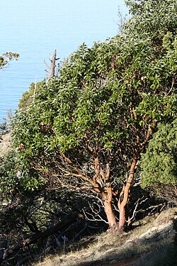 Arbutus menziesii 5881.JPG