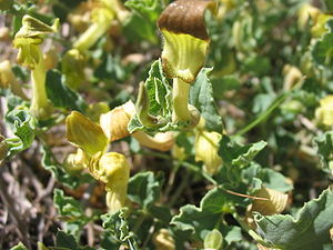 Aristolochia pistolochia flowers
