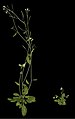 The effect of a mutation in Auxin signaling on the growth of the model plant Arabidopsis thaliana