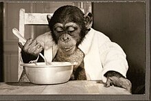 The chimpanzee Bobe in 1967 Bobe majom kanallal eszik egy labosbol - Veszprem Portre.jpg