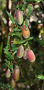 Apfelbeeren versch. Billardiera-Arten (Billardiera scandens, Billardiera cymosa, Billardiera mutabilis u. a.)