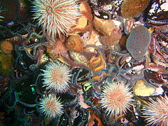 Brittle stars and urchins on a vertical rock face