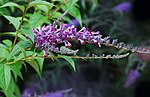 Vignette pour Buddleja lindleyana