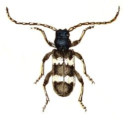 Semanotus undatus Linnaeus, 1758