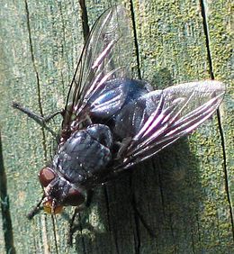 Mėlynoji mėsmusė (Calliphora)