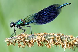 Calopteryx splendens (Calopterygidae)