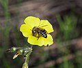 Miniatura para Apis mellifera capensis