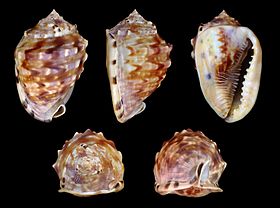 Cinco vistas da concha de C. flammea, de espécime coletado no mar do Caribe.