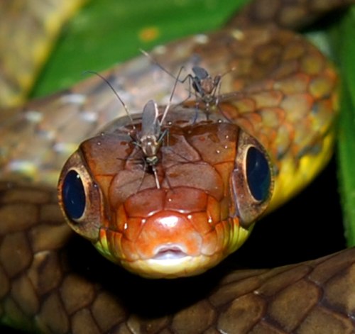 A Smooth Machete Savane, also known as the Wagler's Sipo (Chironius scurrulus), in Yasuni National Park, Ecuador. Several feeding mosquitoes are also visible, having pierced the vulnerable skin between the snake's scales.