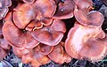 Clitocybe olearius