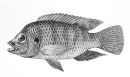 Tilapia busumana