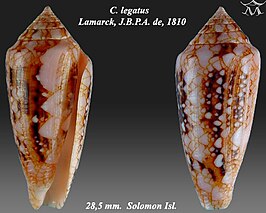 Conus legatus