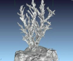 Файл: Coral Acropora 3D.ogv