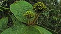 Boutons floraux de Cordia nodosa dans l'Etat de Bahia (Brésil)