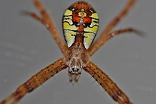 Cross Orb Spider (Argiope perforata) (6049568270).jpg