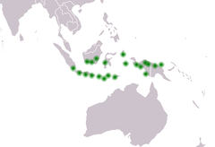 Distribuição geográfica da Cycas rumphii