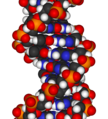 DNA-fragment-3D-vdW.png