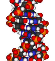 A fragment of DNA, the chemical sequence that contains genetic instructions for the development and functioning of living organisms.