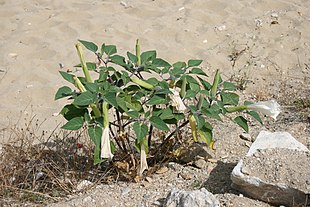 Almindelig Pigæble (Datura stramonium).