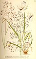 Ilustración de la especie (bajo el sinónimo Deschampsia flexuosa y erróneamente bajo la especie Deschampsia caespitosa) en Bilder ur Nordens Flora, Carl Axel Magnus Lindman, s. 426, Estocolmo (entre 1917 y 1926).