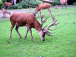 Dortmund-Zoo-IMG 5515-a.jpg